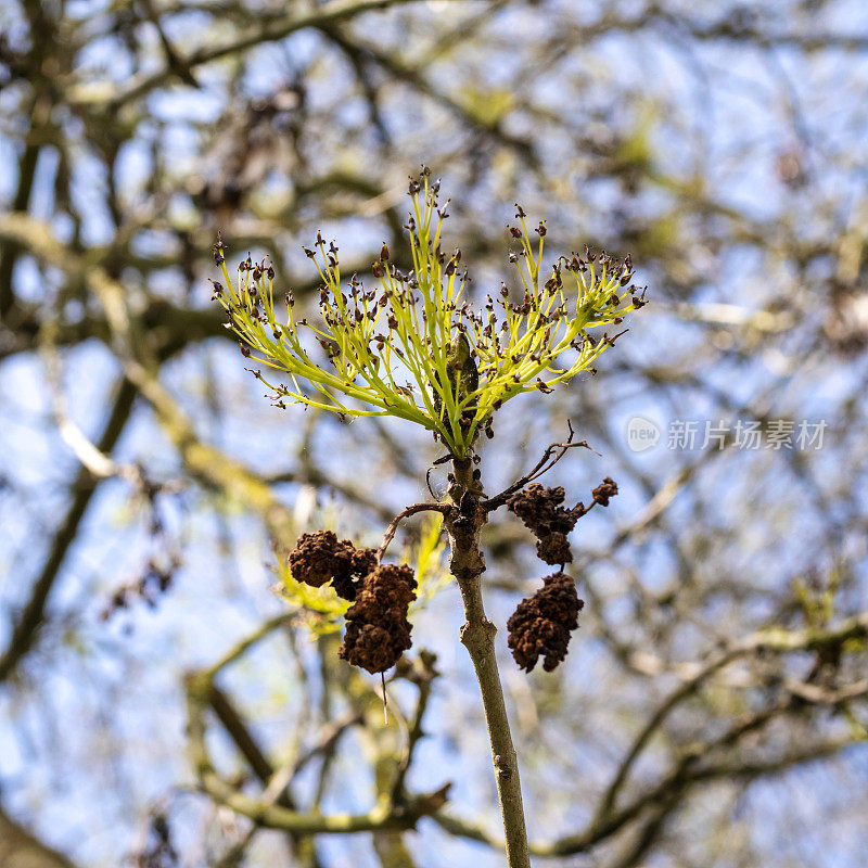 白蜡树(Fraxinus excelsior)在春天开花